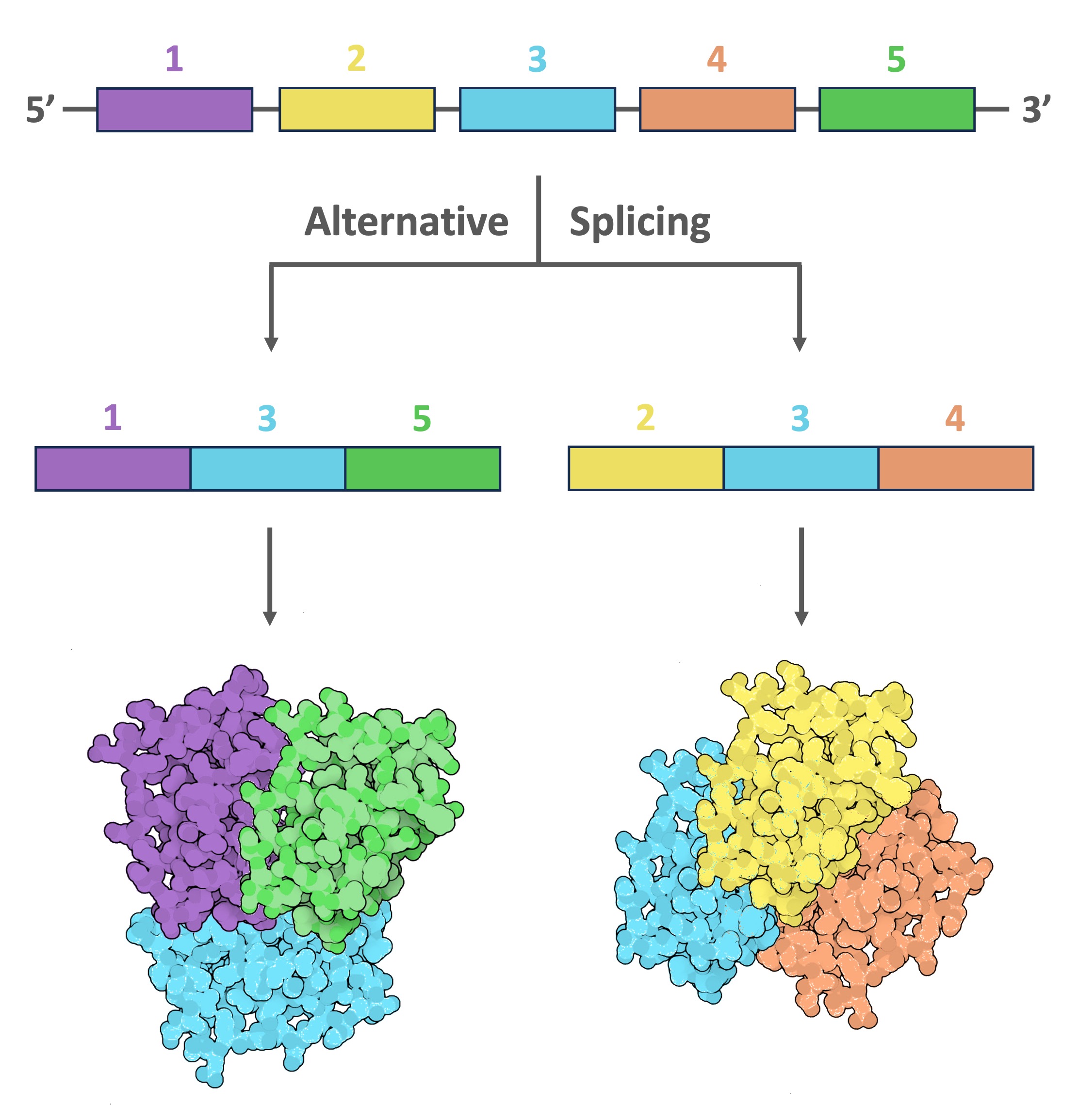 Alternative Splicing